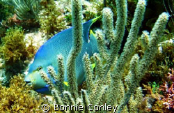 This Blue Angel was seen at Isla Mujeres April 2006.  The... by Bonnie Conley 